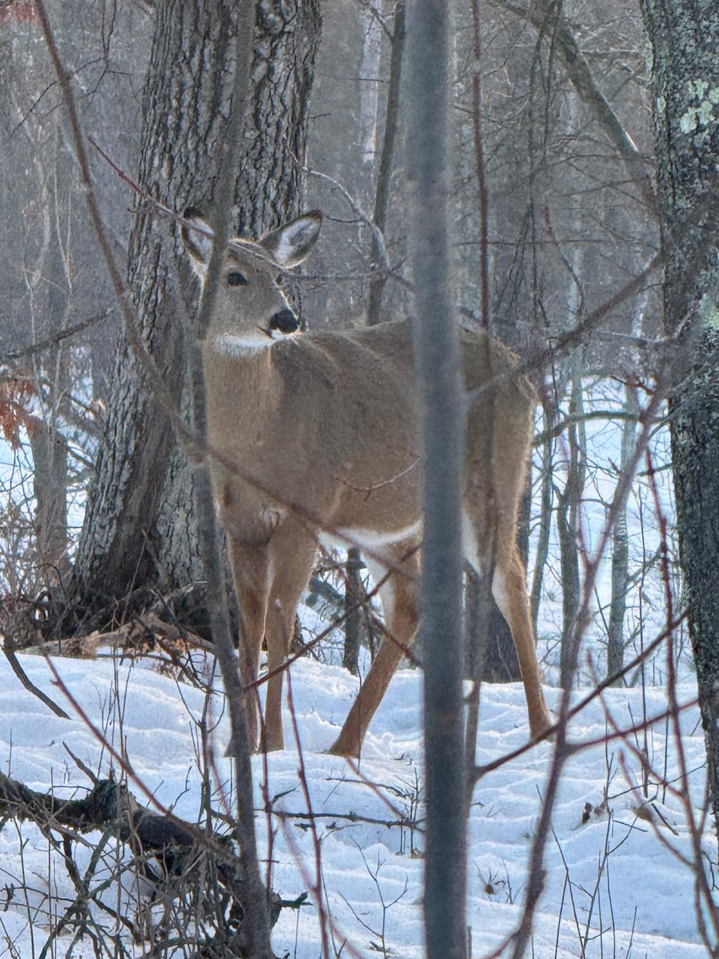 This Morning in the&nbsp;Trees